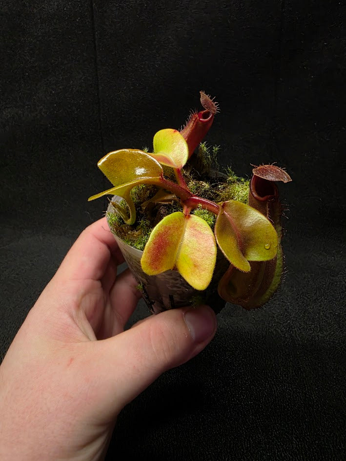 Nepenthes Truncata Red Flush F2 #01