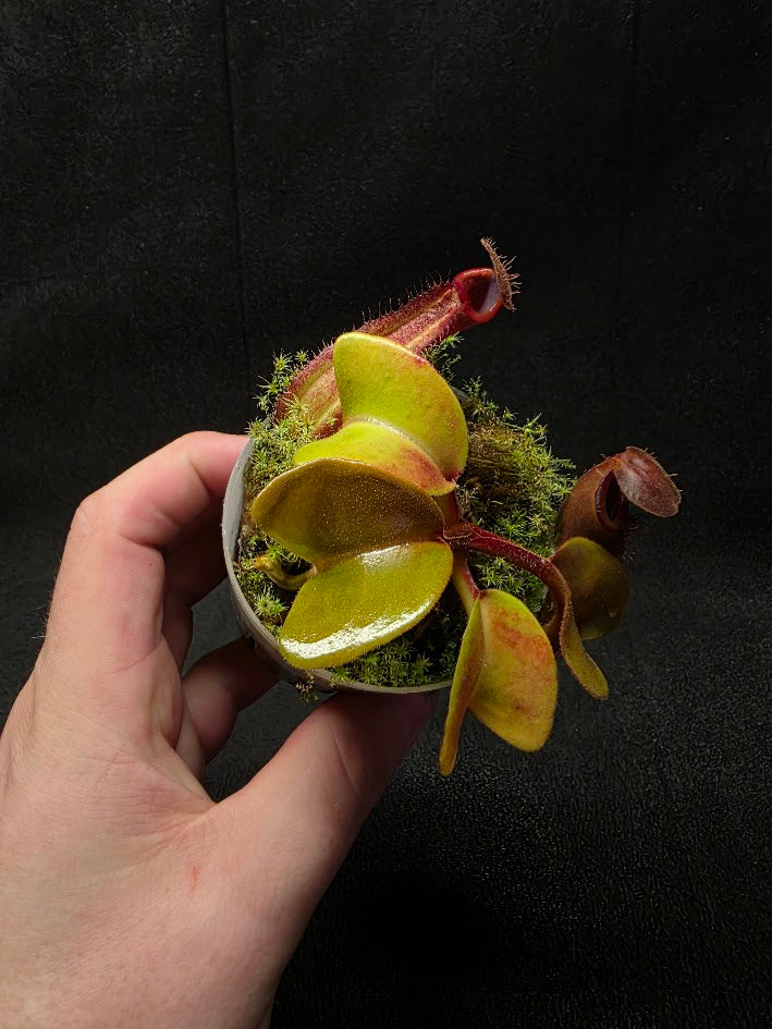 Nepenthes Truncata Red Flush F2 #01