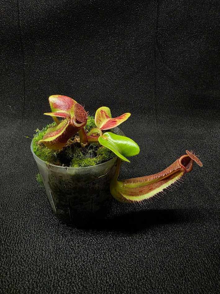 Nepenthes Truncata Red Flush F2 #02