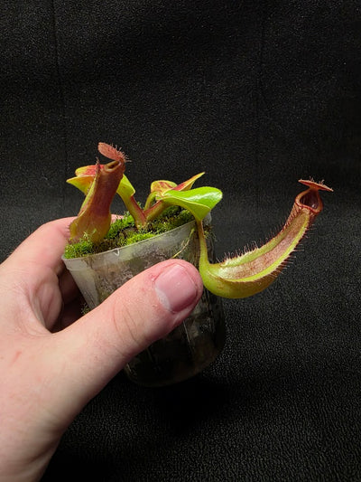 Nepenthes Truncata Red Flush F2 #02