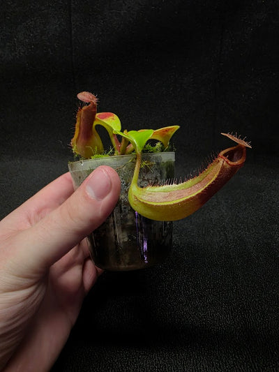 Nepenthes Truncata Red Flush F2 #02