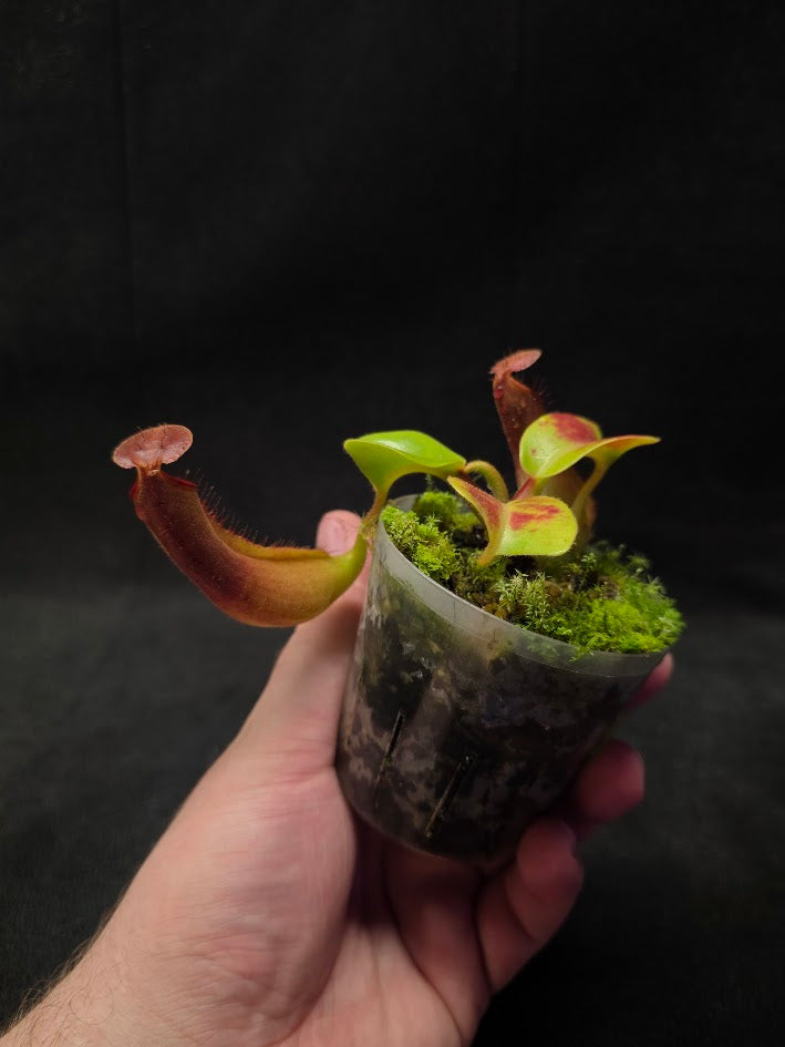 Nepenthes Truncata Red Flush F2 #02