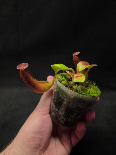 Nepenthes Truncata Red Flush F2 #02