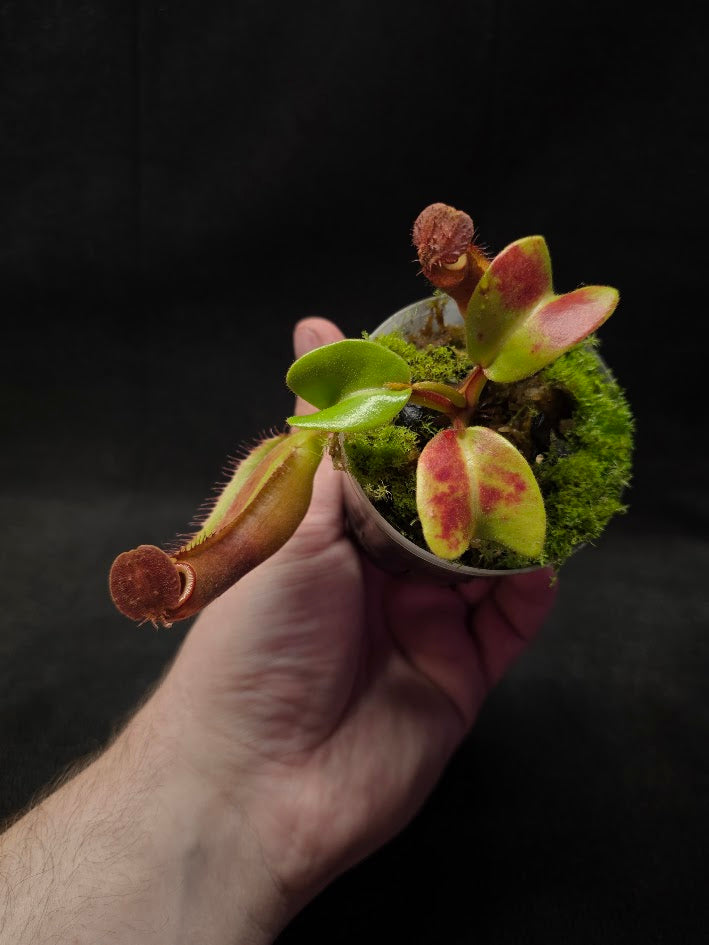 Nepenthes Truncata Red Flush F2 #02