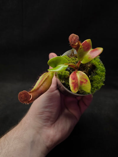 Nepenthes Truncata Red Flush F2 #02