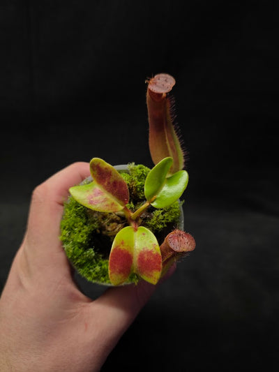 Nepenthes Truncata Red Flush F2 #02