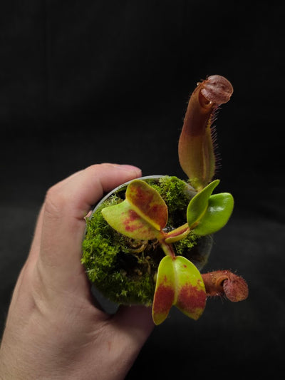 Nepenthes Truncata Red Flush F2 #02