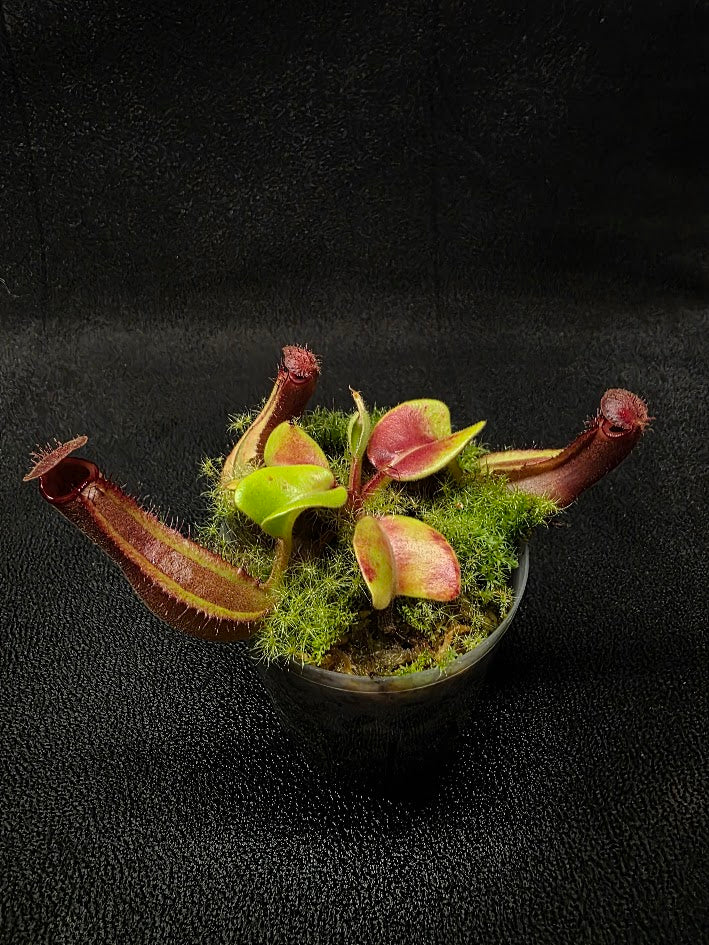 Nepenthes Truncata Red Flush F2 #03