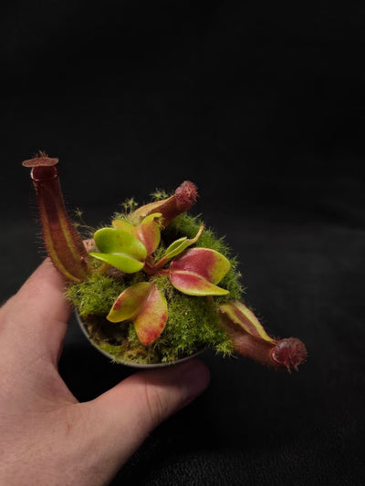 Nepenthes Truncata Red Flush F2 #03