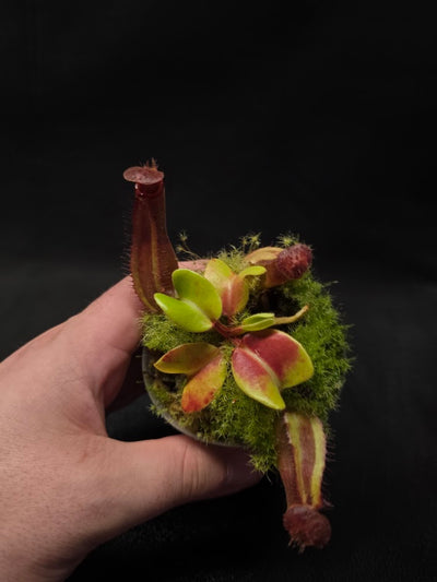 Nepenthes Truncata Red Flush F2 #03
