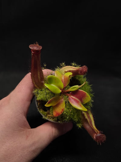 Nepenthes Truncata Red Flush F2 #03