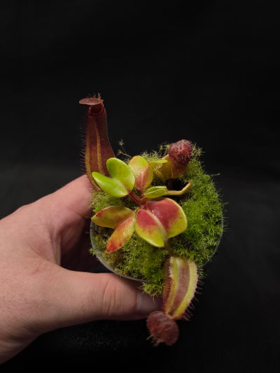 Nepenthes Truncata Red Flush F2 #03