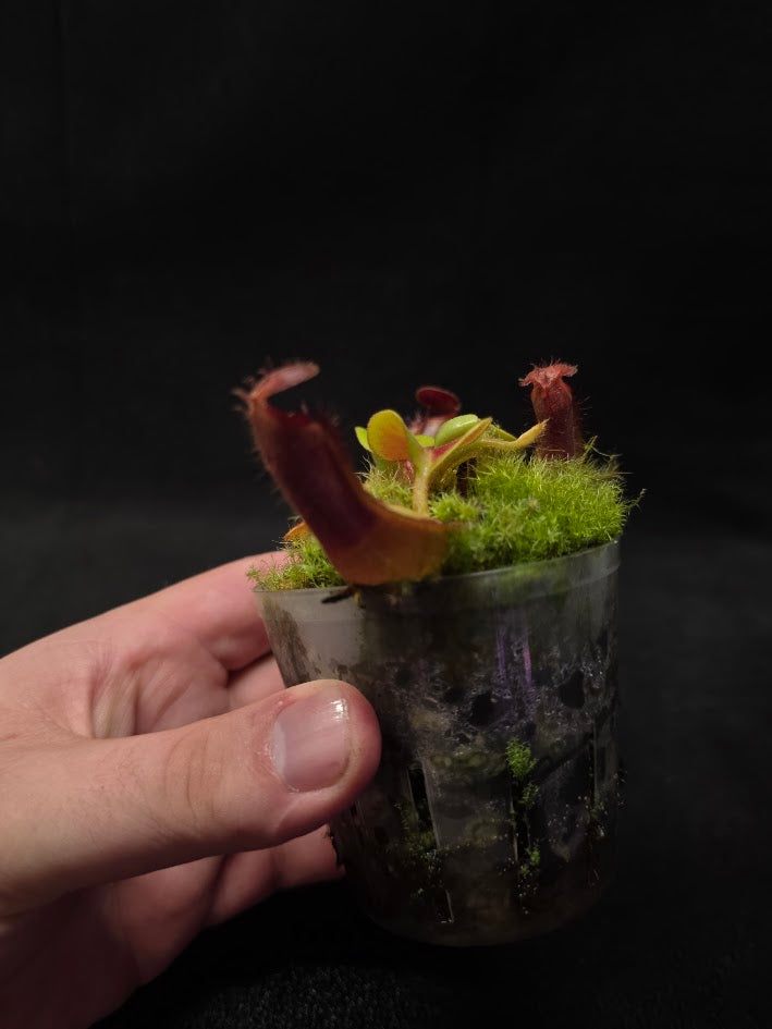 Nepenthes Truncata Red Flush F2 #03