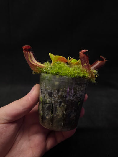 Nepenthes Truncata Red Flush F2 #03