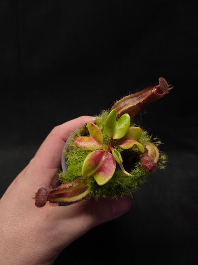 Nepenthes Truncata Red Flush F2 #03