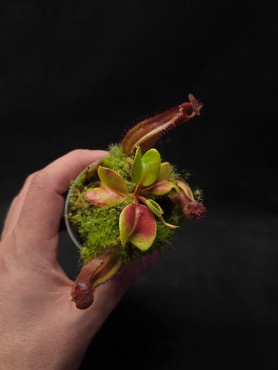 Nepenthes Truncata Red Flush F2 #03