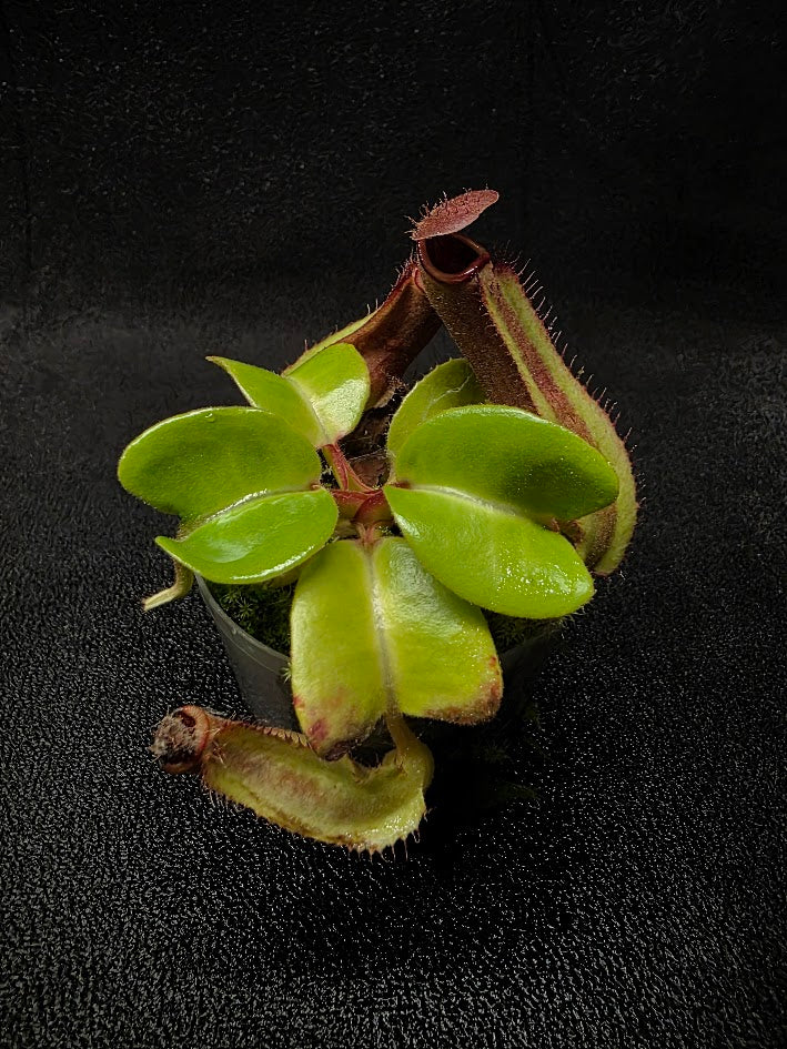 Nepenthes Truncata Red Flush F2 #04