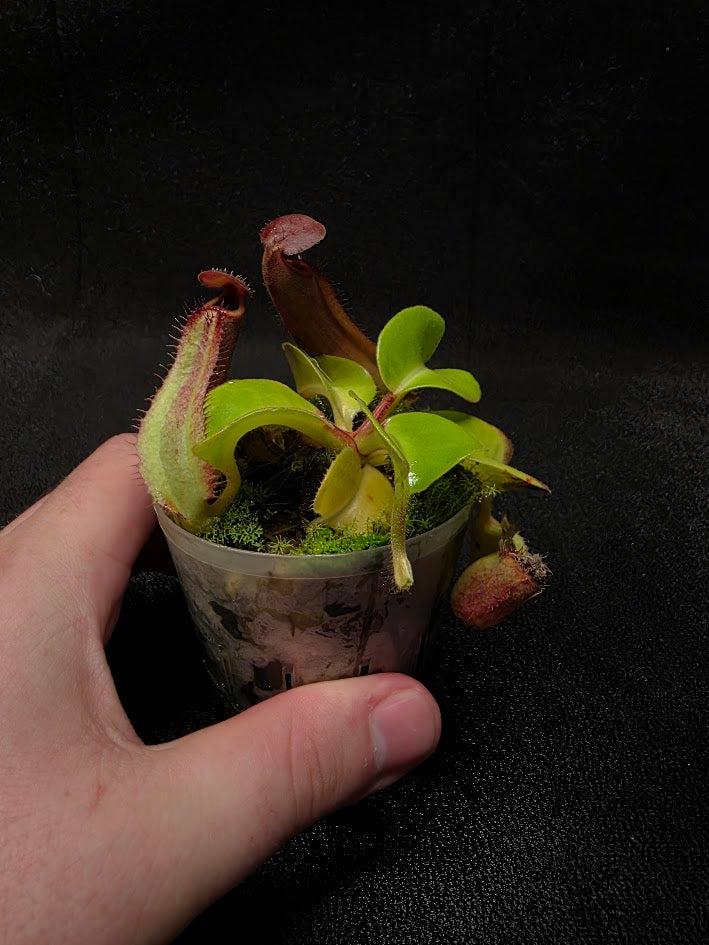 Nepenthes Truncata Red Flush F2 #04