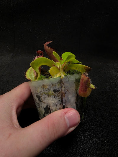 Nepenthes Truncata Red Flush F2 #04