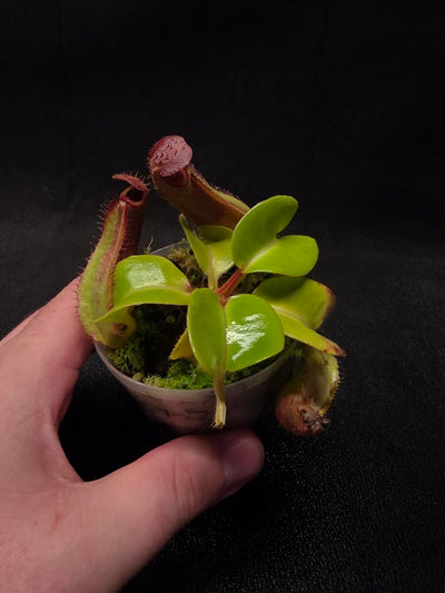 Nepenthes Truncata Red Flush F2 #04