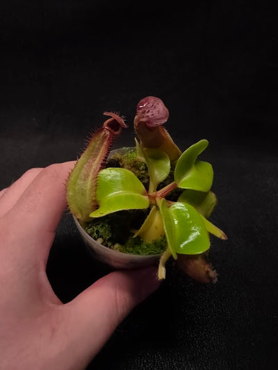 Nepenthes Truncata Red Flush F2 #04