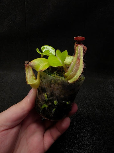 Nepenthes Truncata Red Flush F2 #04
