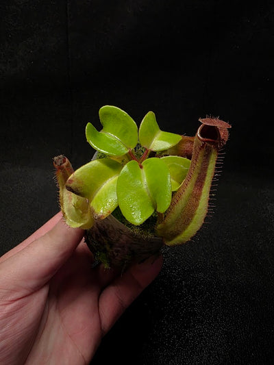 Nepenthes Truncata Red Flush F2 #04