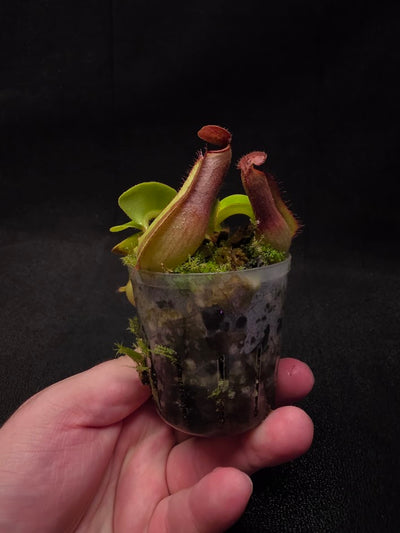 Nepenthes Truncata Red Flush F2 #04