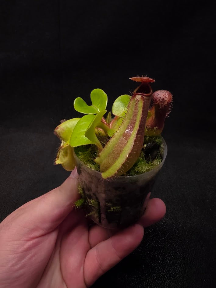Nepenthes Truncata Red Flush F2 #04