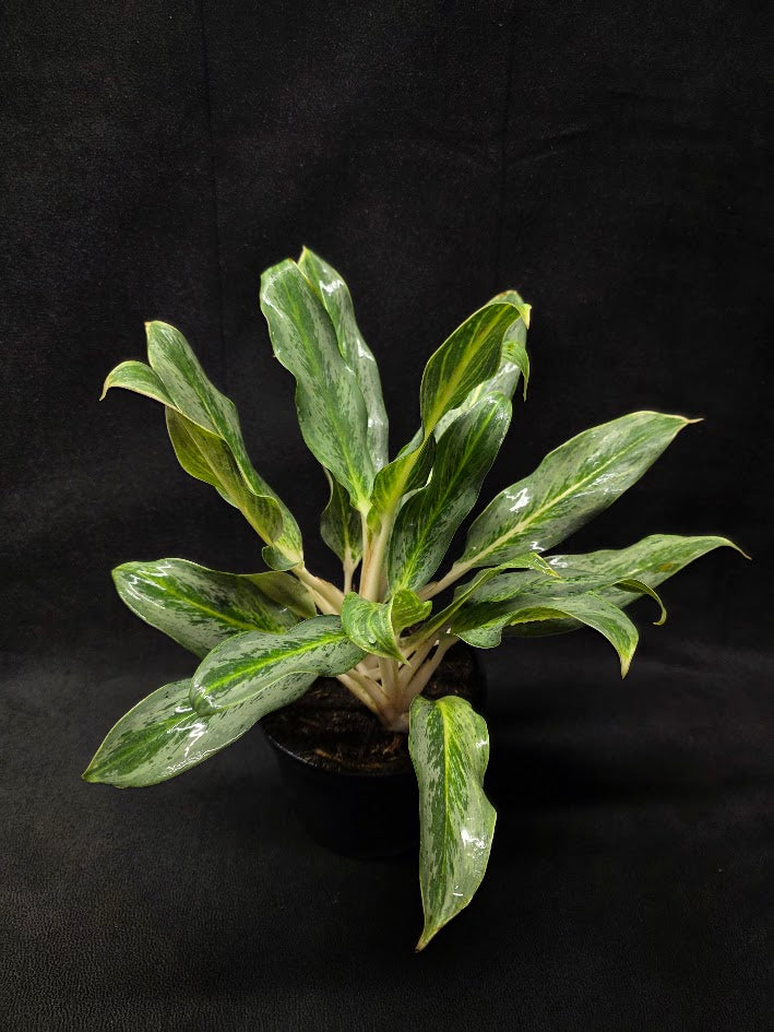 Aglaonema Phucket #01