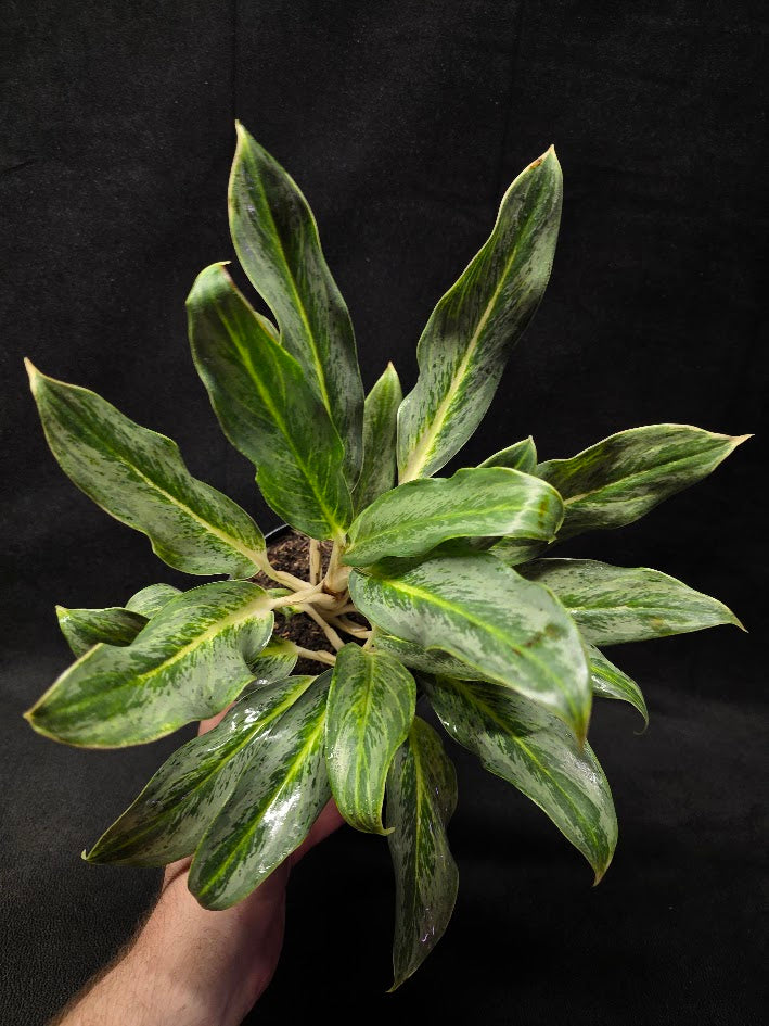 Aglaonema Phucket #01