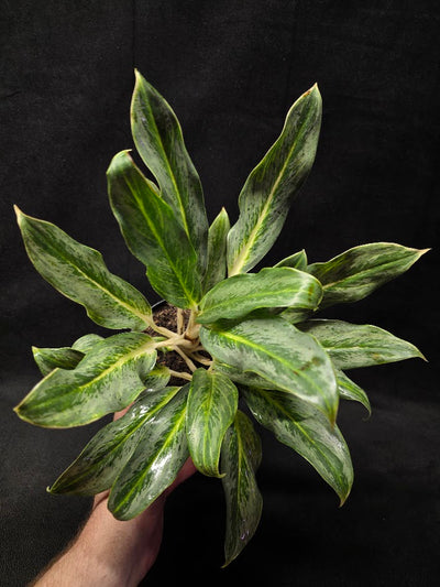 Aglaonema Phucket #01