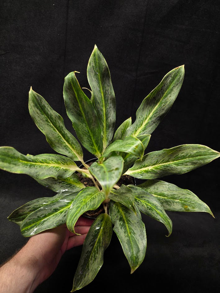 Aglaonema Phucket #01