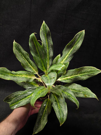 Aglaonema Phucket #01