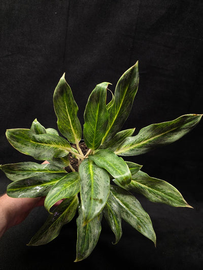 Aglaonema Phucket #01