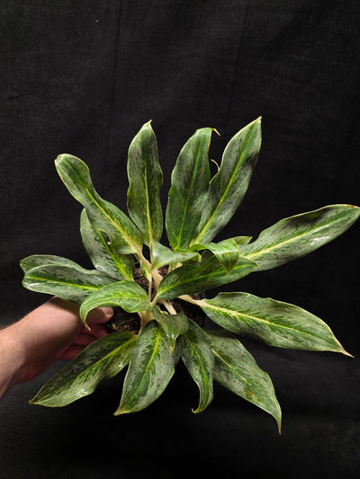 Aglaonema Phucket #01