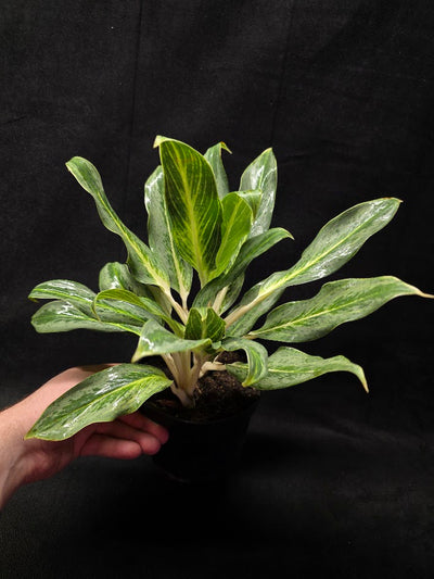 Aglaonema Phucket #01