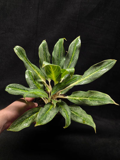 Aglaonema Phucket #01
