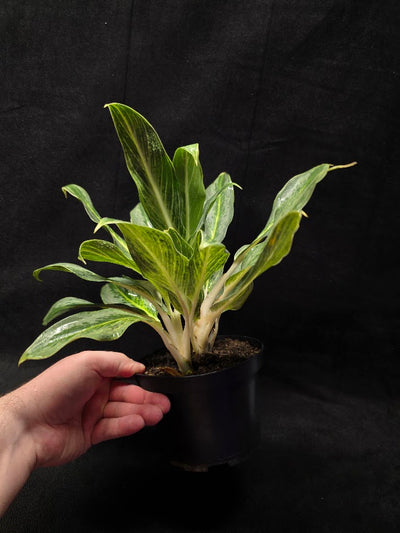 Aglaonema Phucket #01