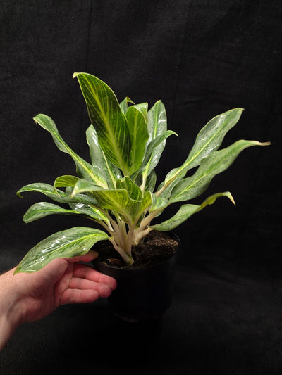 Aglaonema Phucket #01