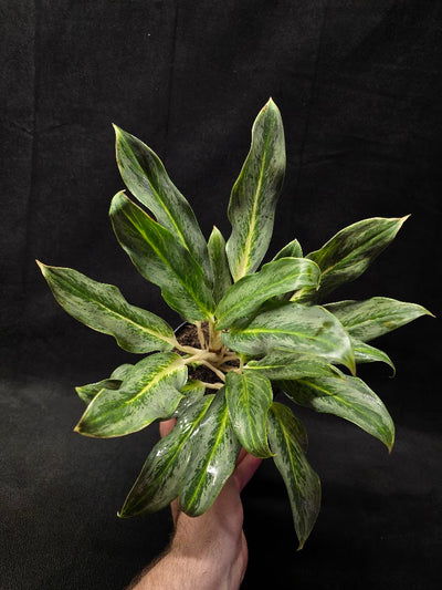 Aglaonema Phucket #01