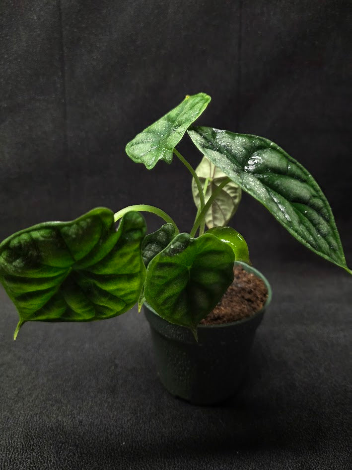 Alocasia Dragon Scale #01
