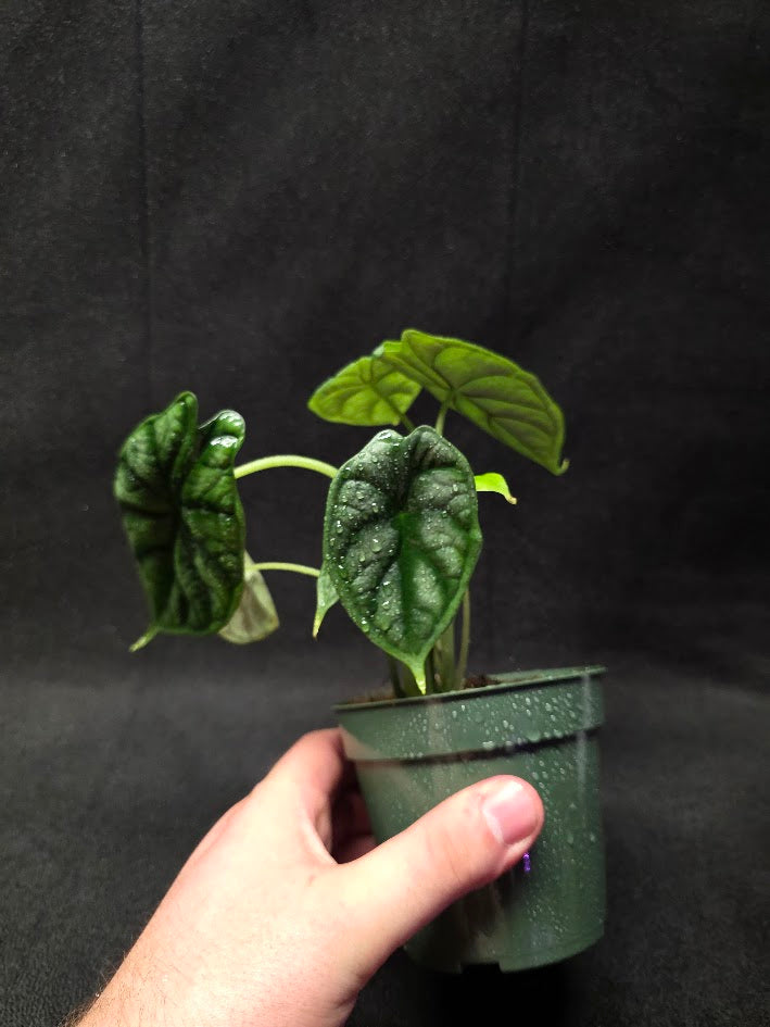 Alocasia Dragon Scale #01