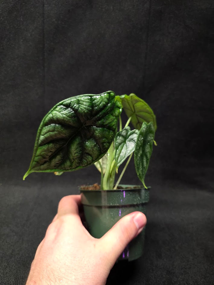Alocasia Dragon Scale #01