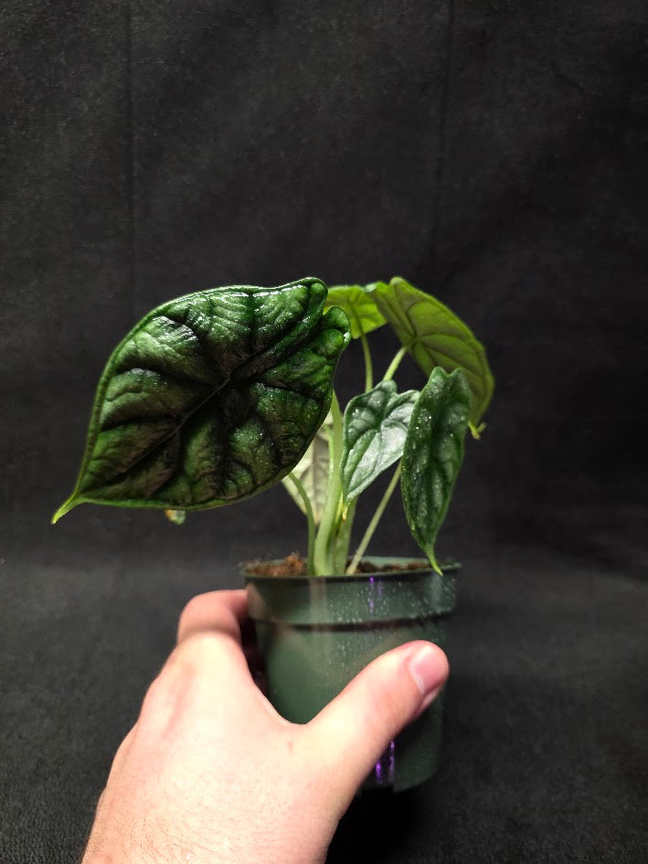 Alocasia Dragon Scale #01