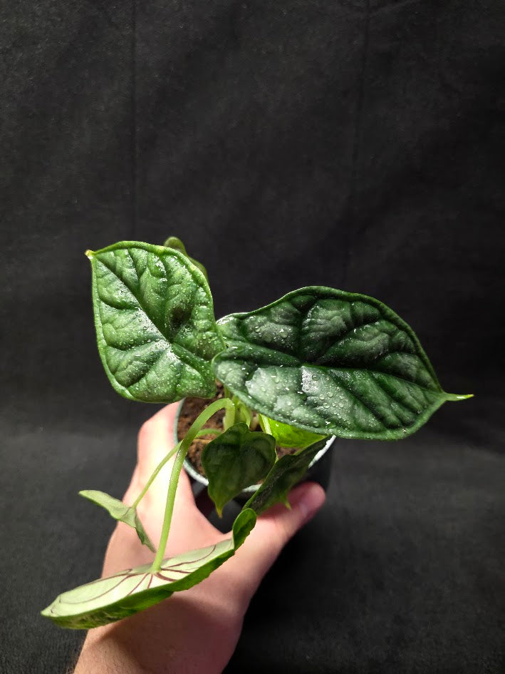 Alocasia Dragon Scale #01