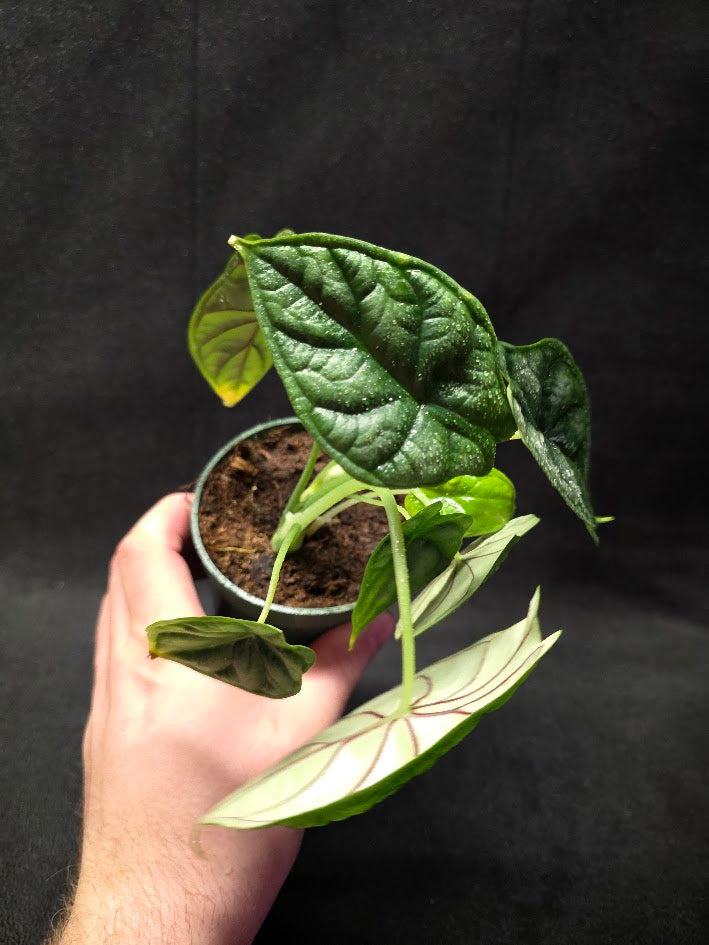 Alocasia Dragon Scale #01