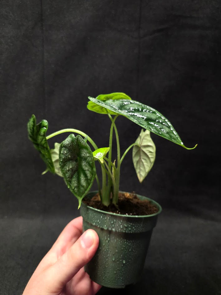 Alocasia Dragon Scale #01