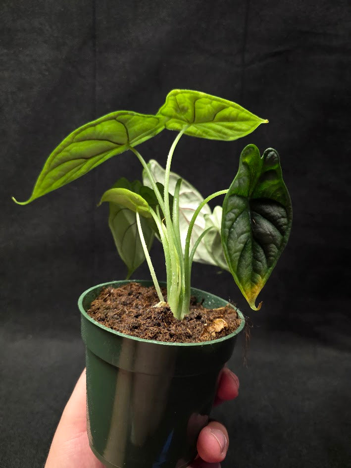 Alocasia Dragon Scale #01