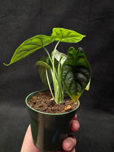 Alocasia Dragon Scale #01